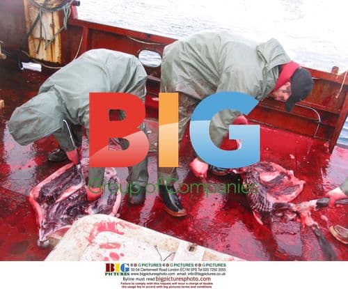 Brothers Bath hunting seals on the Northern Pride