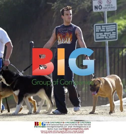 Robbie Williams Walks Dogs in Hollywood