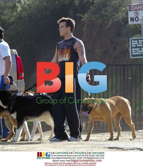 Robbie Williams Walks Dogs in Hollywood