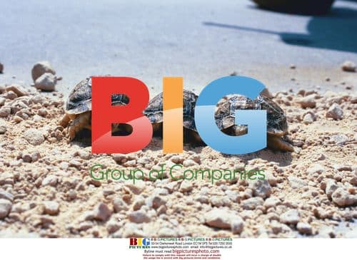 Keinmann Tortoises in Feature