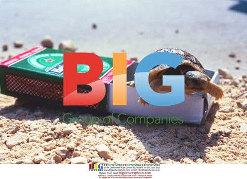 Keinmann Tortoises in Feature Photo