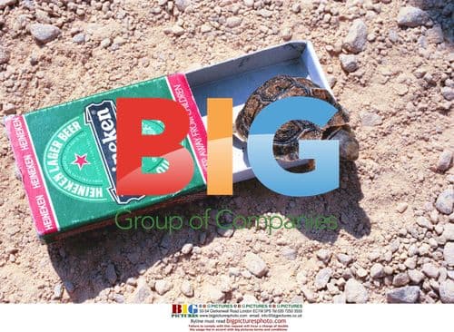 Keinmann Tortoises Feature