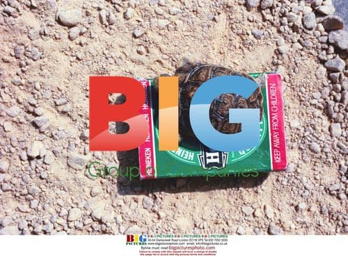 Keinmann Tortoises Feature