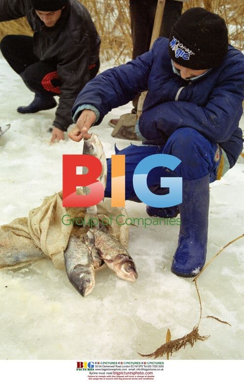 Dead fish in Dracsani lake, Romania
