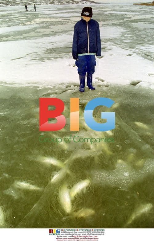 Peasants Collect Dead Fish in Dracsani Lake