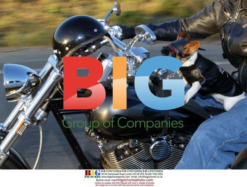 Kia the Jack Russell Terrier rides Harley