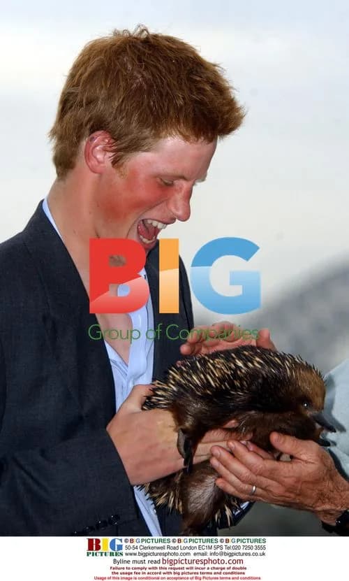 Prince Harry Visits Taronga Zoo