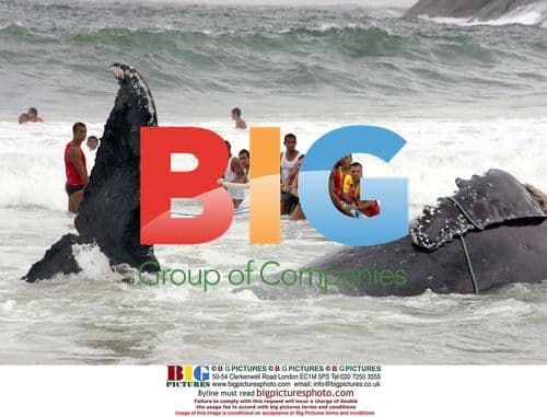 Rescue Efforts for Beached Humpback Whale in Brazil