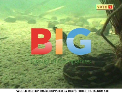 Fran Cosgrave in "I'mA Celebrity - Get Me Out of Here" trial