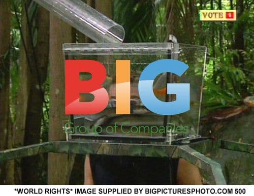 I'mA Celebrity Series 4 Fran Cosgrave