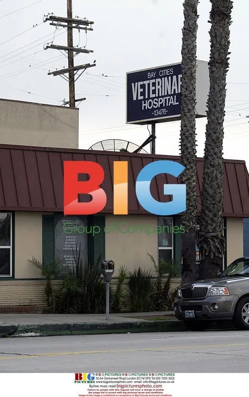 Viggo Mortensen takes sick dog to vet