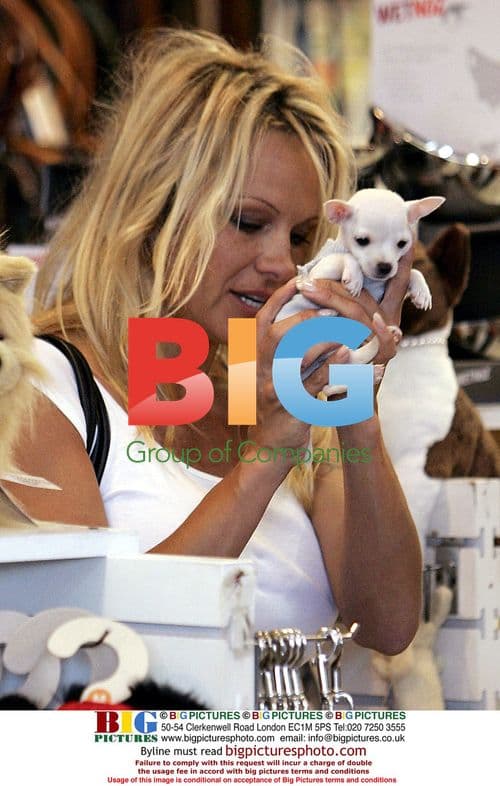 Pamela Anderson Shopping for Chihuahua