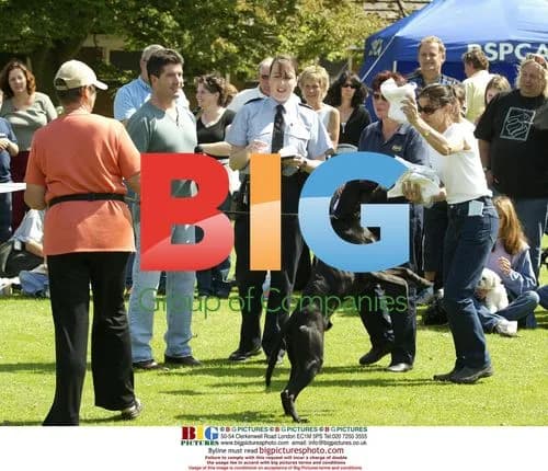 Simon Cowell Judging RSPCA Dog Show