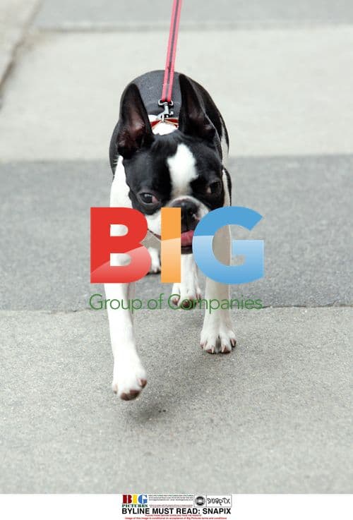 Jeremy Edwards walks dog Molly in London