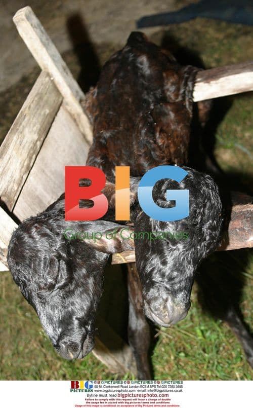 Bullock Born with Two Heads in Brazil