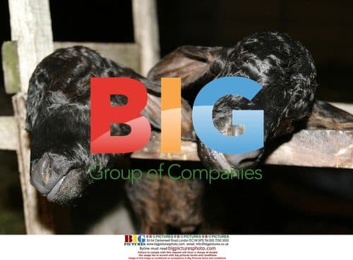 Bullock with Two Heads Born in Brazil