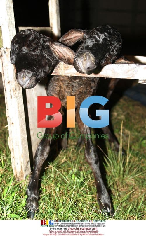 Bullock Born with Two Heads in Brazil