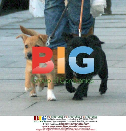 Olivia Wilde at Venice Film Festival