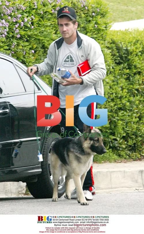 Jake Gyllenhaal Walking Dog in Hollywood Hills