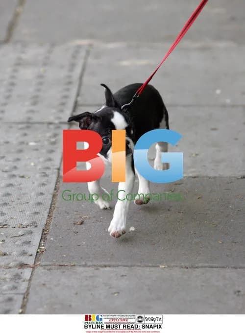 Jeremy Edwards takes Molly the Pug for a Walk