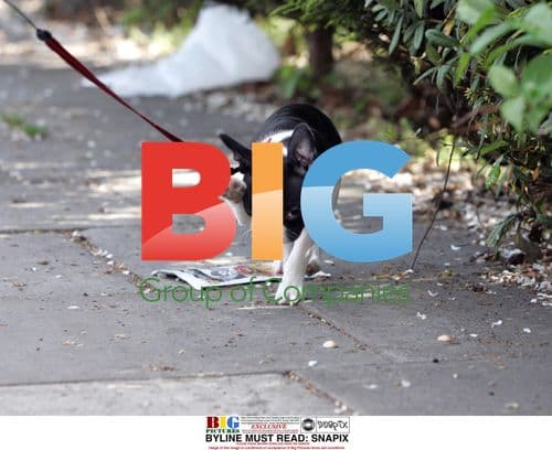 Jeremy Edwards with Dog Molly