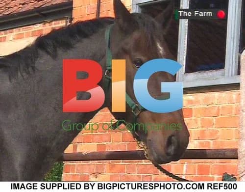 Vanilla Ice Struggles with Horse on 'The Farm'