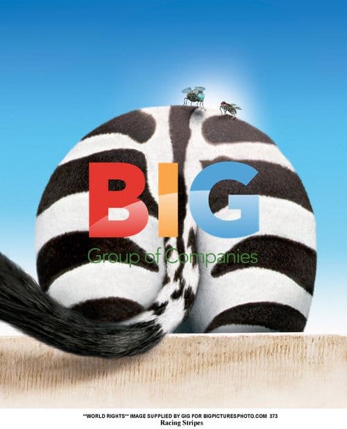 Racing Stripes film stills