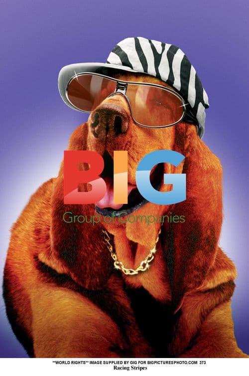 Racing Stripes animated comedy adventure