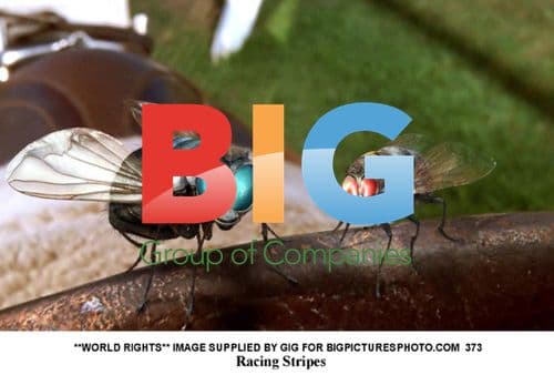 Racing Stripes filming