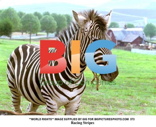 Racing Stripes Animated Comedy Adventure