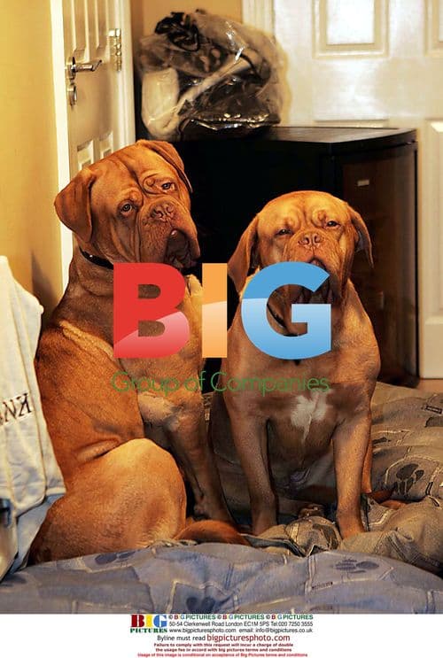 Celtic Goalie Magnus Hedman and Family