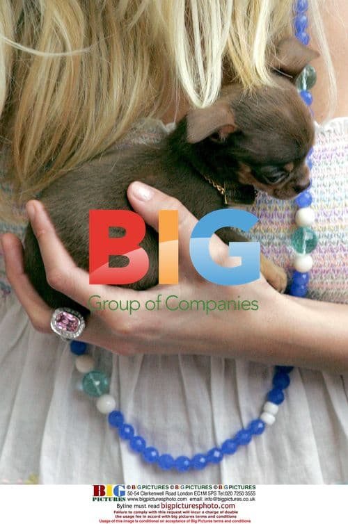 Paris Hilton Shopping with Puppy