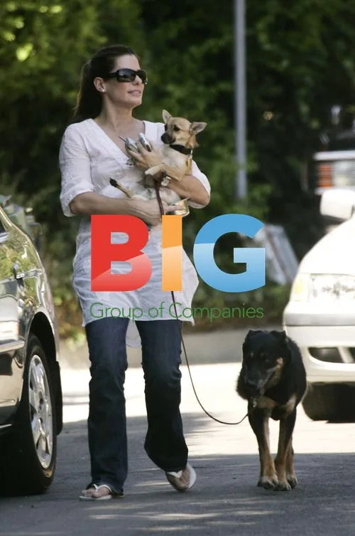 Sandra Bullock's 3-Legged Dog Found