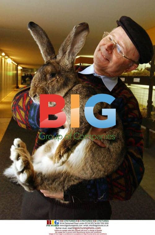 Biggest Rabbit in the World