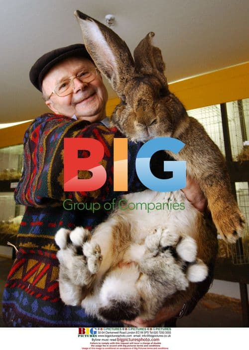 Largest Rabbit in the World