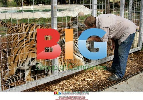 Tigers Act Like Kittens at Wildlife Center