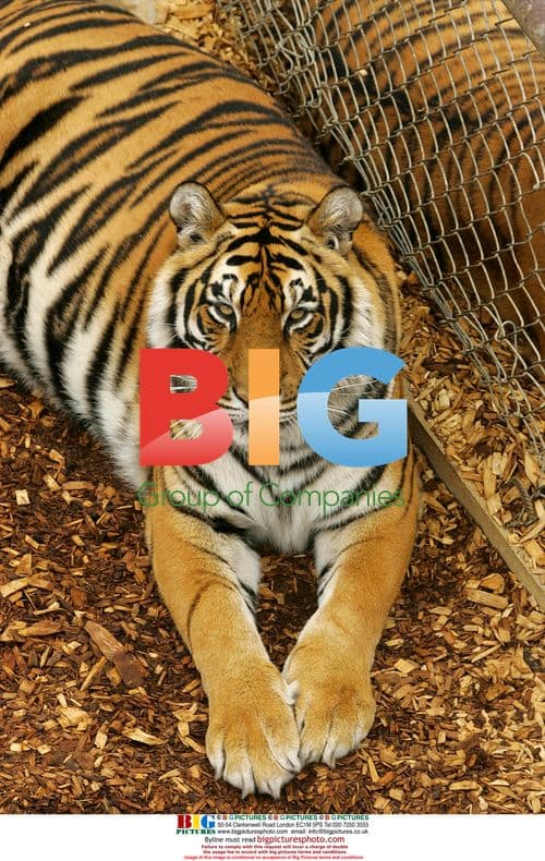 Tiger resting in habitat