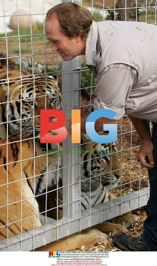 Director Pat Craig with tigers at wildlife sanctuary