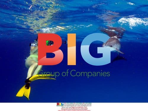 Bimini Dolphin Communication Project