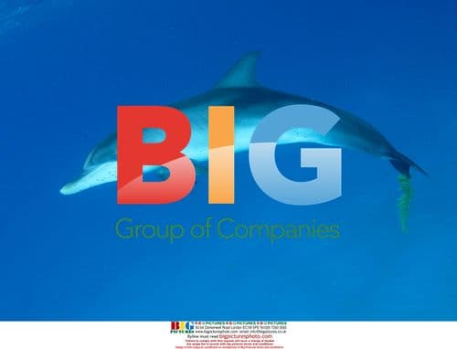 Spotted Dolphin Observed by Dolphin Communication Project