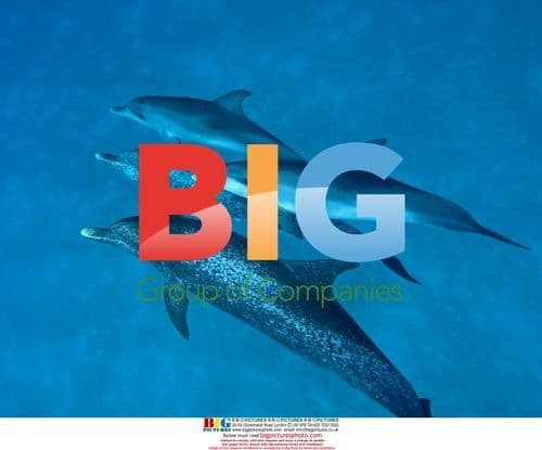 Spotted Dolphins Observed by DCP