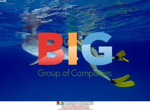 Researcher videos spotted dolphin in the Bahamas