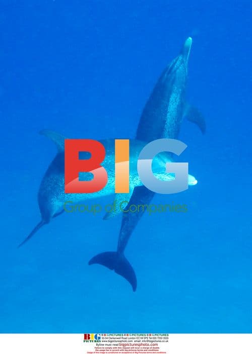 Dolphins Observed by Dolphin Communications Project