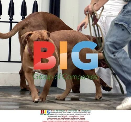 Frank Lampard and Elen Rives Walk Mastiffs