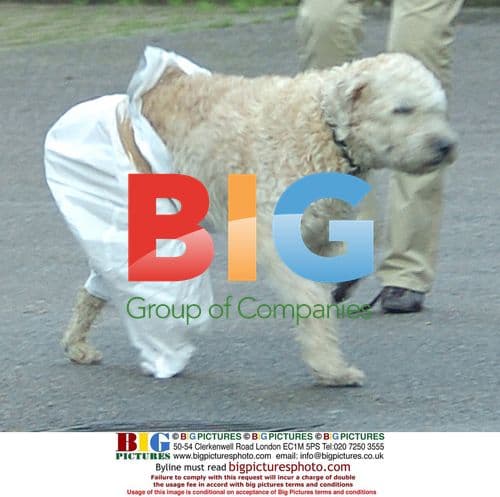 Heather Mills takes dog to vet