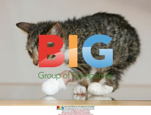 Burned kitten rescued by nurse Petra Zutnieder