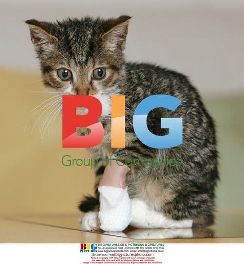 Tortured kitten rescued in Germany