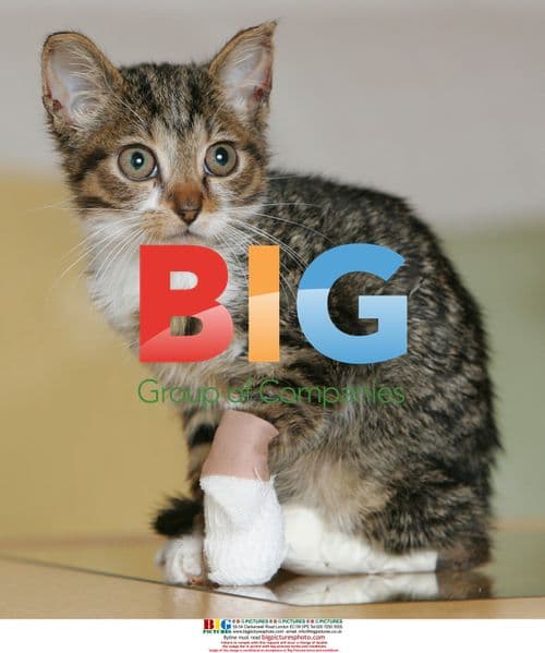 Burned and abandoned kitten rescued