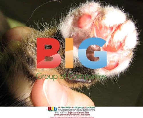 Tortured kitten rescued in Germany