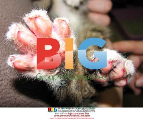 Tortured Kitten Rescued